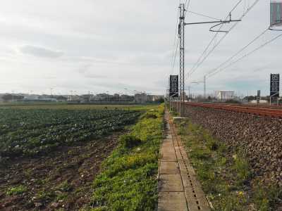 Dopo aver camminato per quasi 400 metri ecco che arrivati alla fine della strada notiamo come il terreno si interrompa bruscamente in corrispondenza dei binari della ferrovia: le foglie dei cavoli spuntano a pochi passi dal ferro delle rotaie senza che alcun muro separi le due zone